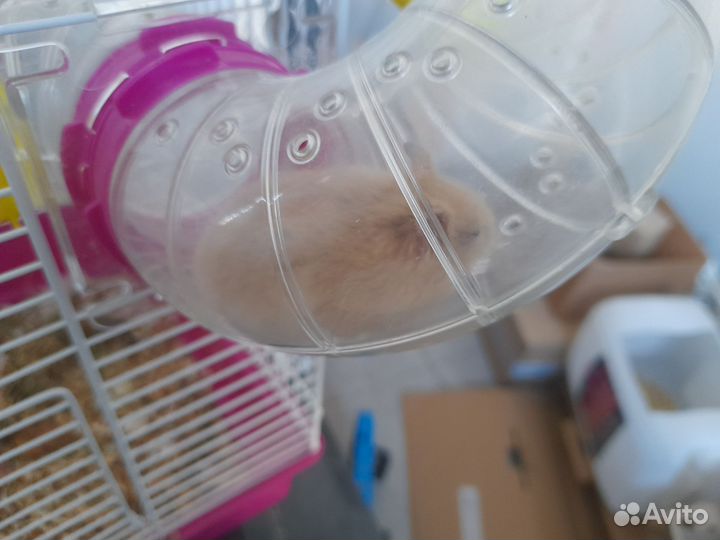 Хомячки джунгарики