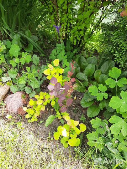 Саженцы туи, можжвельник, цветы