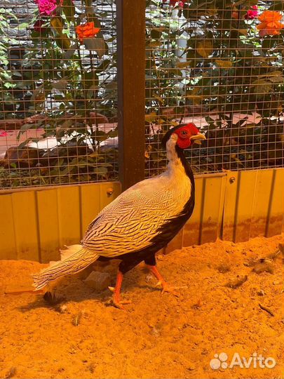 Яйца павлина и фазанов