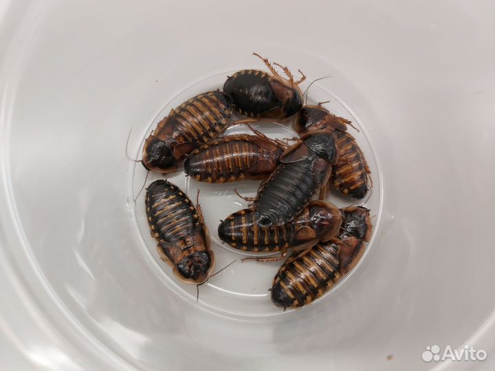 Кормовые тараканы