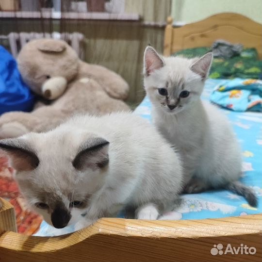 Британские котята