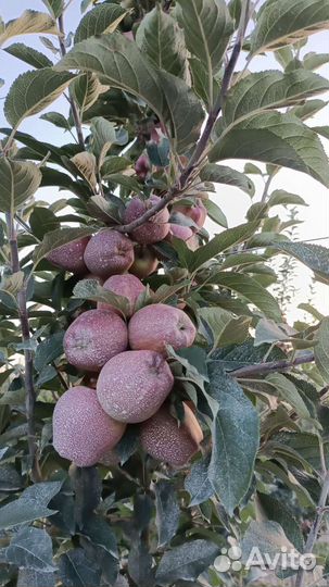 Яблоки груши Оптом