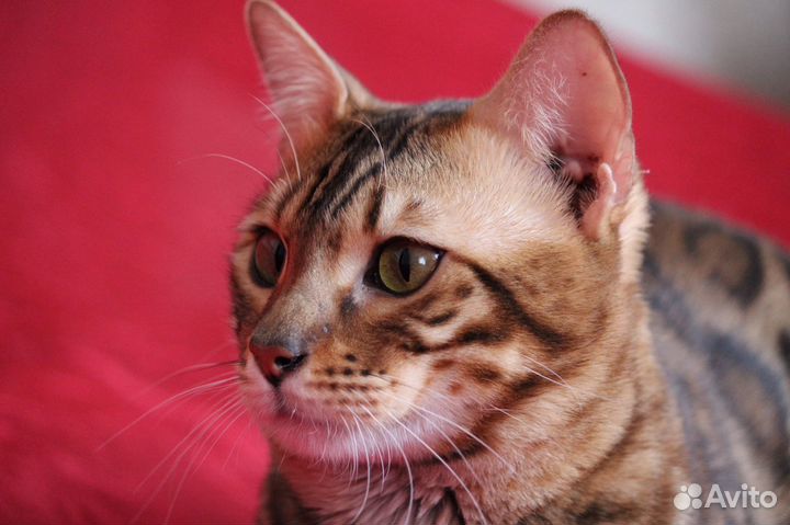 Бенгал вязка