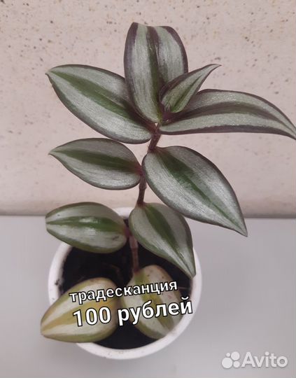 Традесканция