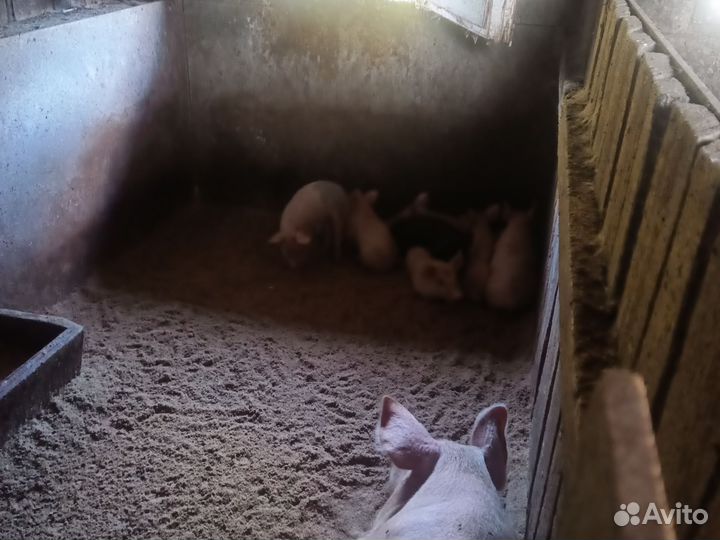 Поросята месячные