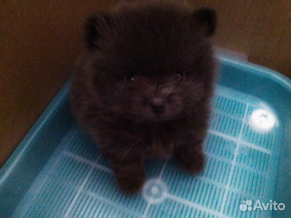 Шпиц мальчик померанчик