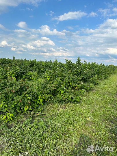 Ремонтантная малина