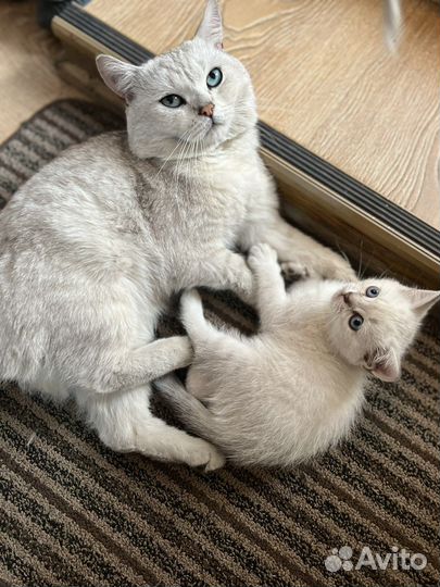 Серебрянная шиншила британец