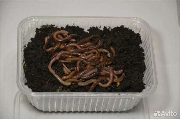 Черви навозные для рыбалки