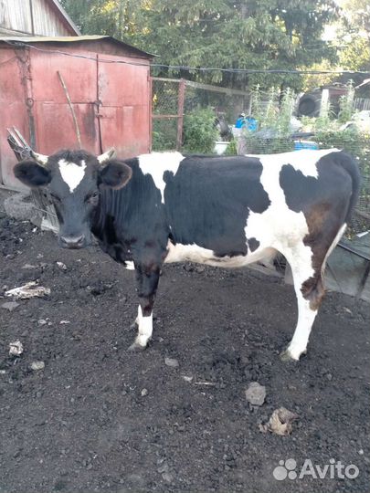 Телки стельные