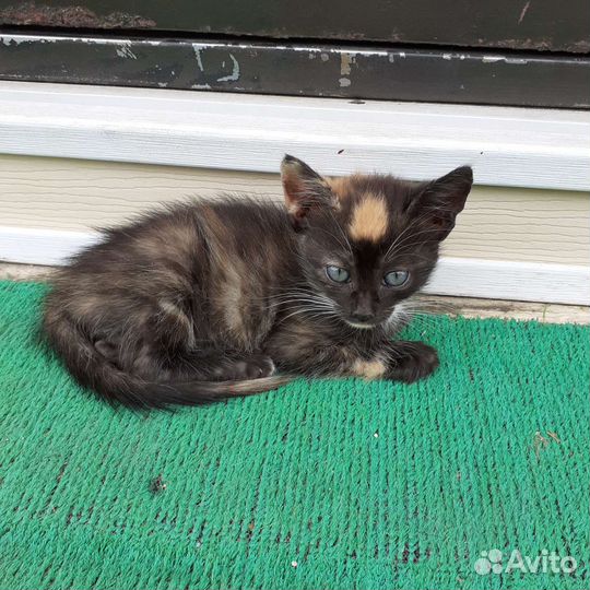 Кошка в дар бесплатно