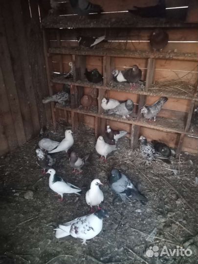 Бойные голуби