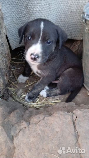 Щенки