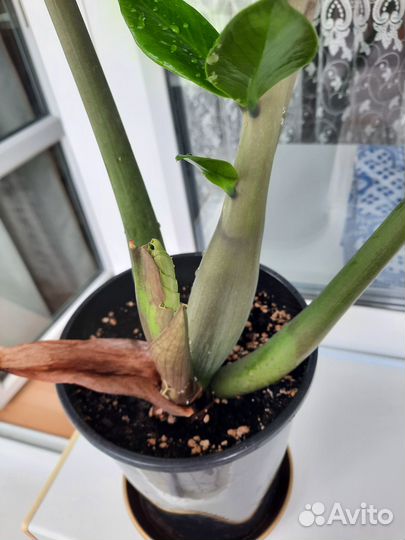 Замиокулькас