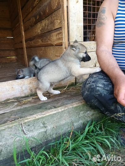 Щенки лайки западносибирской
