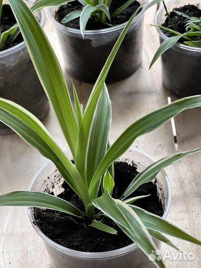 Хлорофитум вариегатум