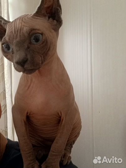 Котята сфинкс