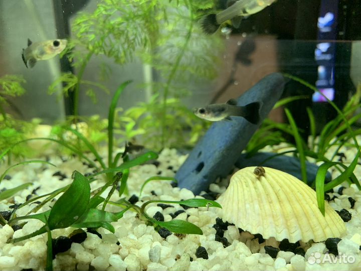 Гуппи московские сине-зеленые малахитовые
