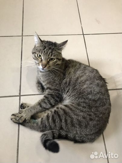 Кошка