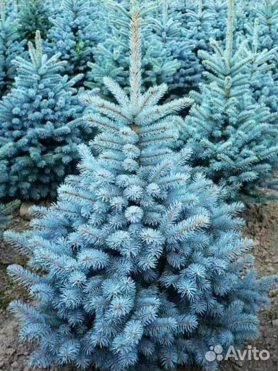 Ель голубая и зелёная так же семена голубых елей