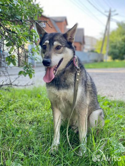 Собаке нужен дом