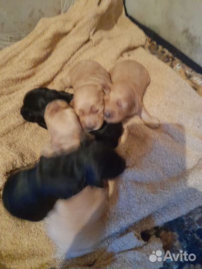 Английский кокер спаниель Вязка