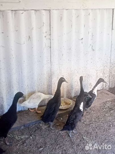 Утки индийский бегунок