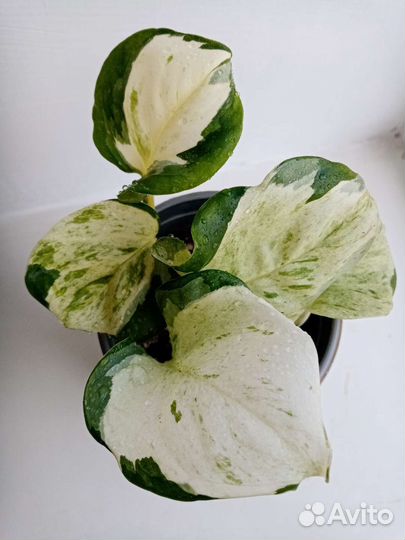 Сциндапсус мунлайт, Эпипремнум