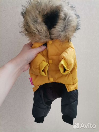 Одежда для собачки чихуахуа