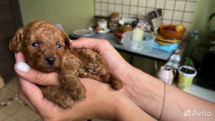 Той-пудель ред браун мини