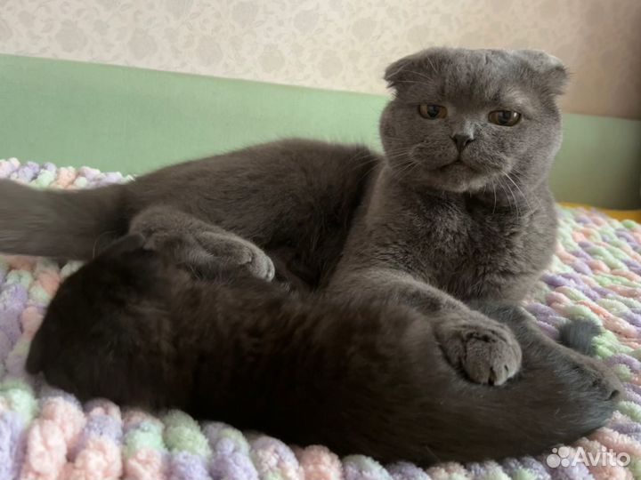 Вислоухие котята