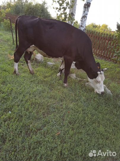 Молодая корова
