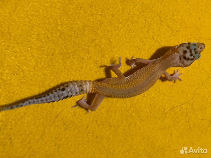 Геккон эублефар