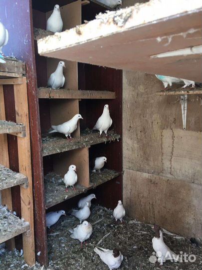 Продажа голубей