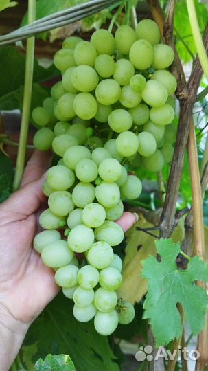 Саженцы винограда белого и черного