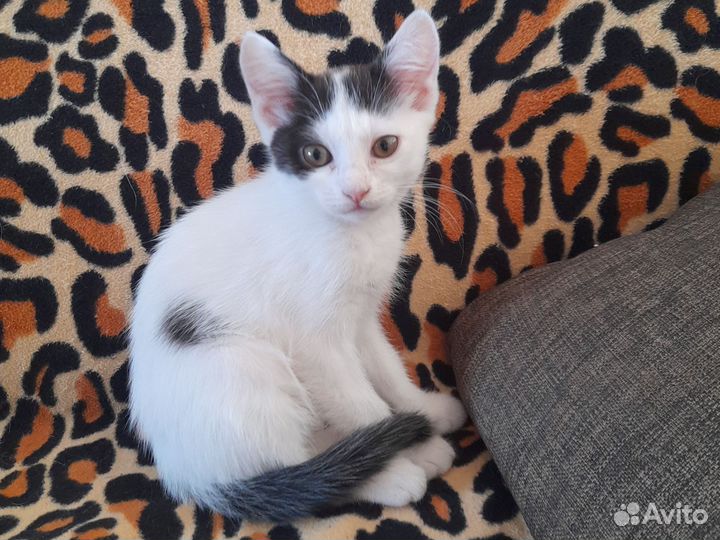 Хороший котенок Белочка в хорошие руки