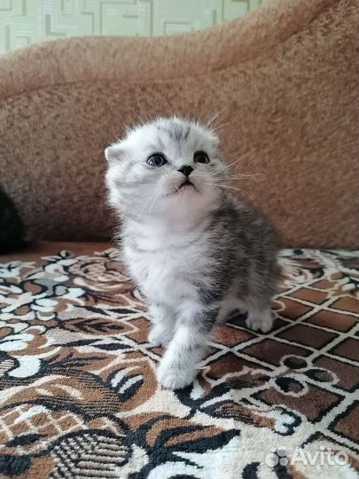 Шотландская