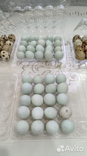 Перепела. Яйца перепелов