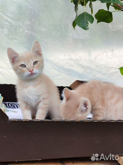 Котята мальчишки в добрые руки