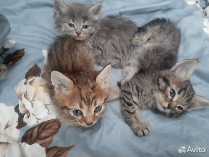 Кошка в дар