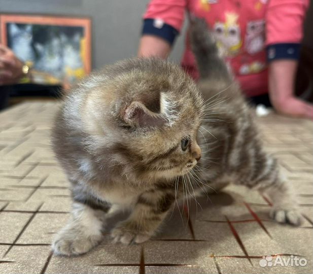 Шотландский котик
