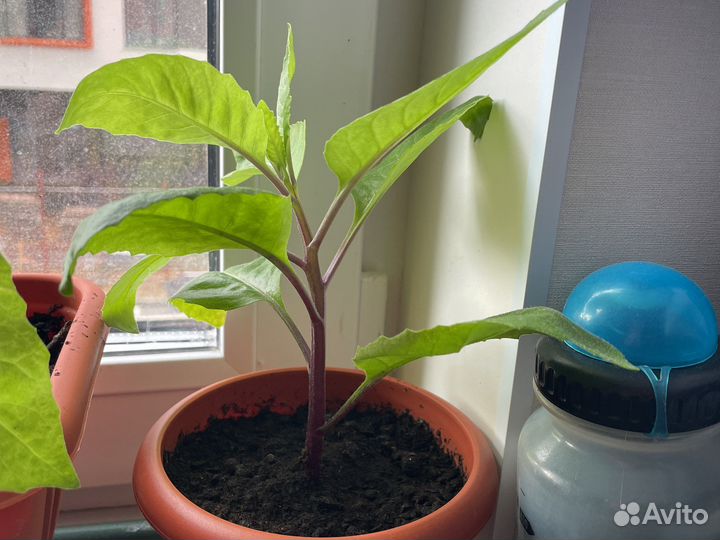 Джинура Gynura Прокумбес, шпинат долголетия