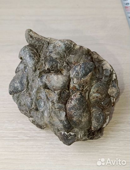 Древнее дно моря 15