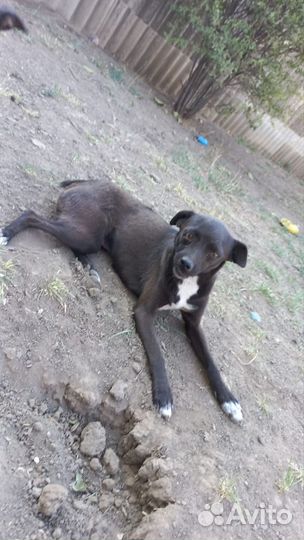 Собака в добрые руки