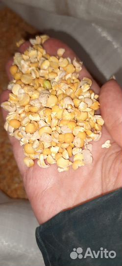 Горох продовольственный для кормления животных