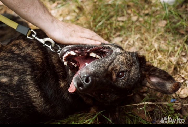 Метис. Гладкошерстный. Собака Энерджайзер