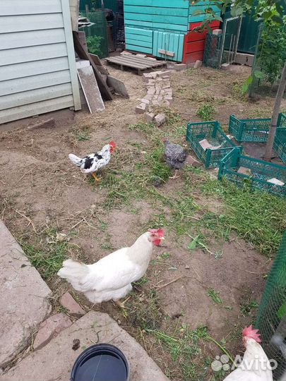 Петухи 3шт