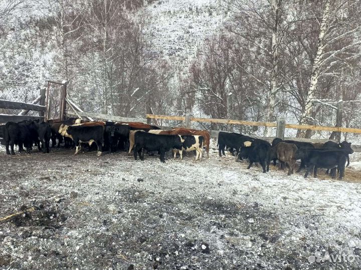 Телочки, бычки