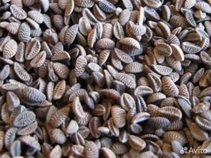 Семена Фацелии ГОСТ