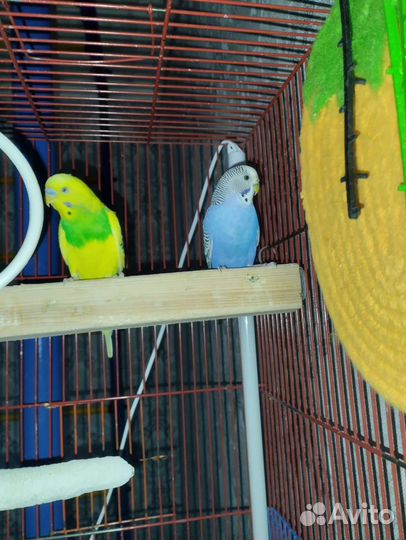 Пара попугайчиков